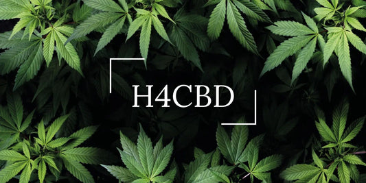 Vad är H4CBD? Allt om super-cannabinoiden