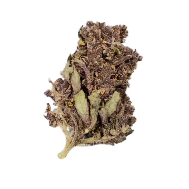 THCA Buds (Infused) - Purple Auto 20% - Flying Moose 5g