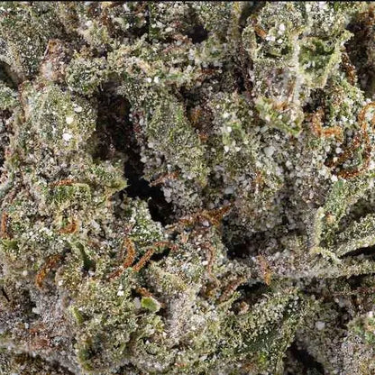 THCA Buds (COATED) - Bangkok Sativa 15% - Flying Moose 5g - Kiosk Igloo
